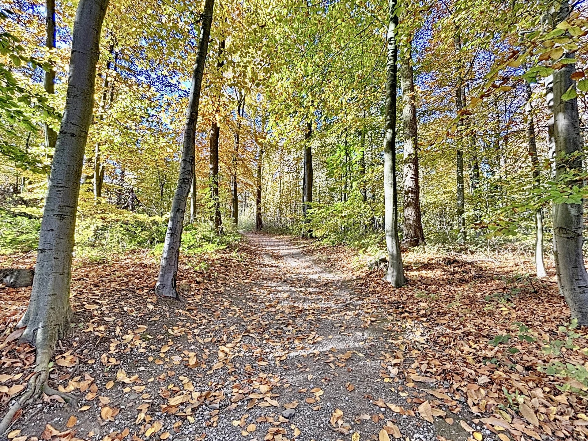 SOUS OFFRE - Bois de la Cambre - Appartement 3 chambres, terrasses, 2 garages