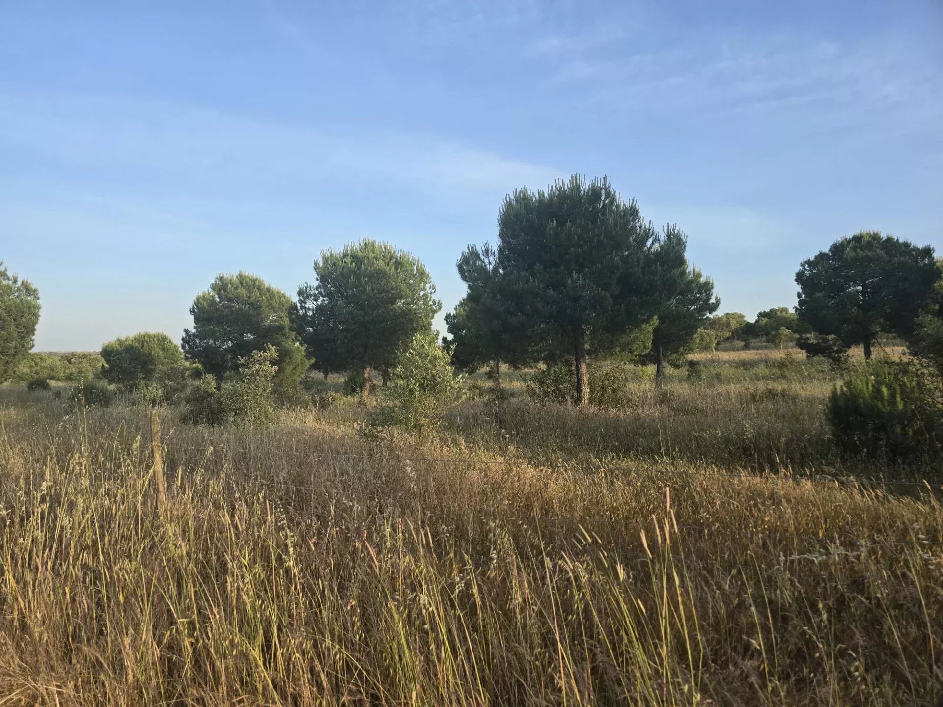Baixo Alentejo - 55.9 ha of Freedom and Potential in Baixo Alentejo 85975961 image 3