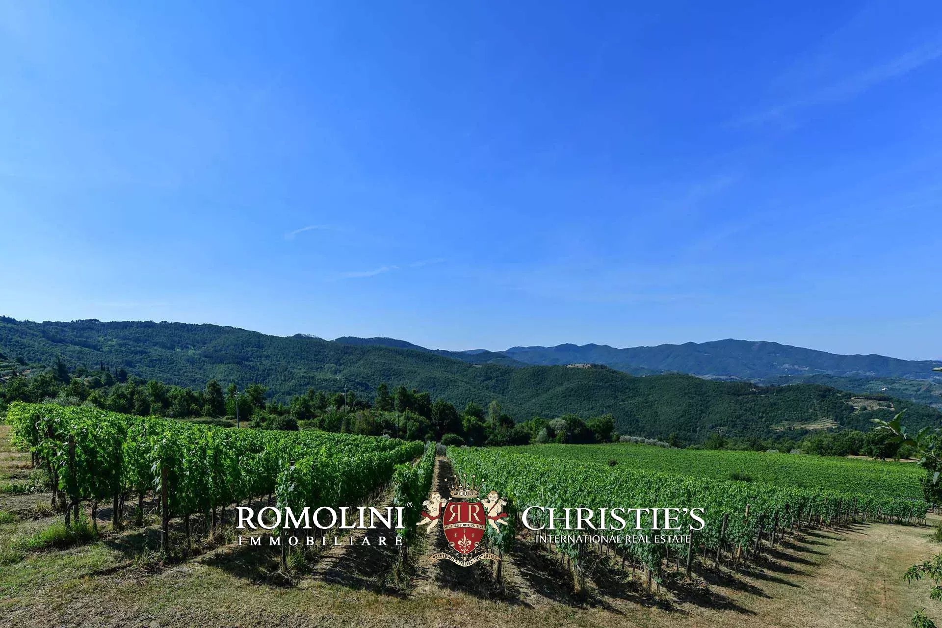 TENUTA VINICOLA BIOLOGICA IN VENDITA, CANTINA BIO TOSCANA