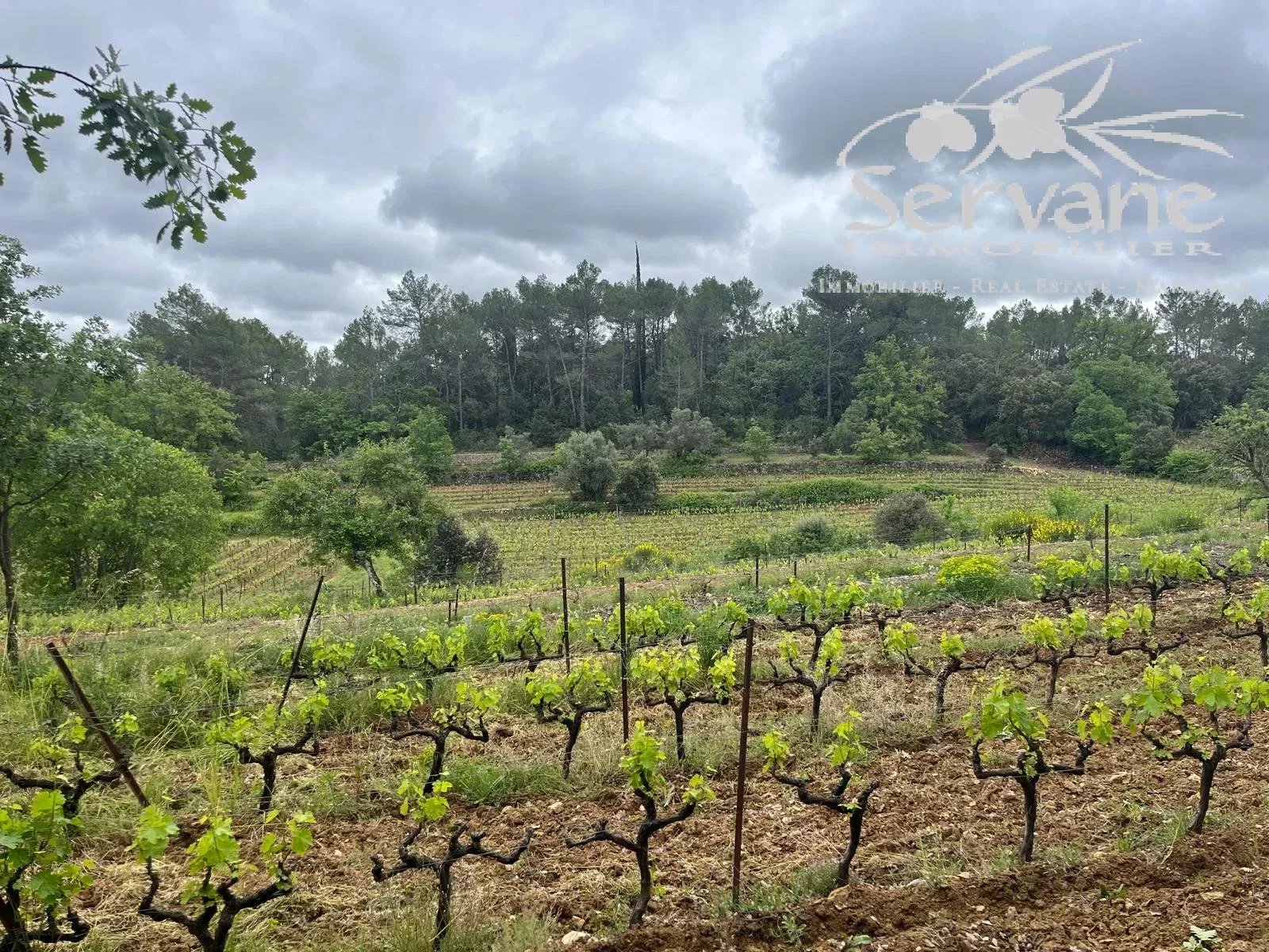 VINEYARD IN PROVENCE CLOSE TO COTIGNAC TO SELL