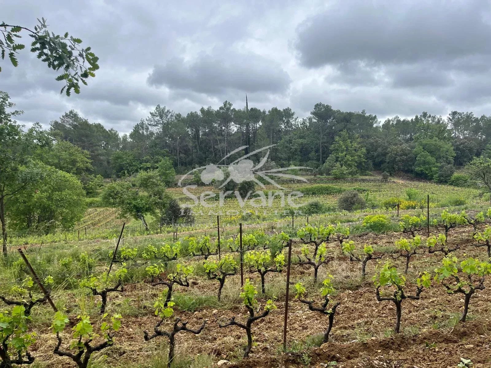 VINEYARD IN PROVENCE CLOSE TO COTIGNAC TO SELL