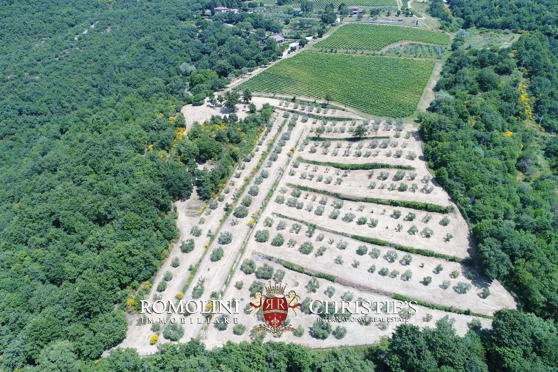 TENUTA VINICOLA BIOLOGICA IN VENDITA, CANTINA BIO TOSCANA