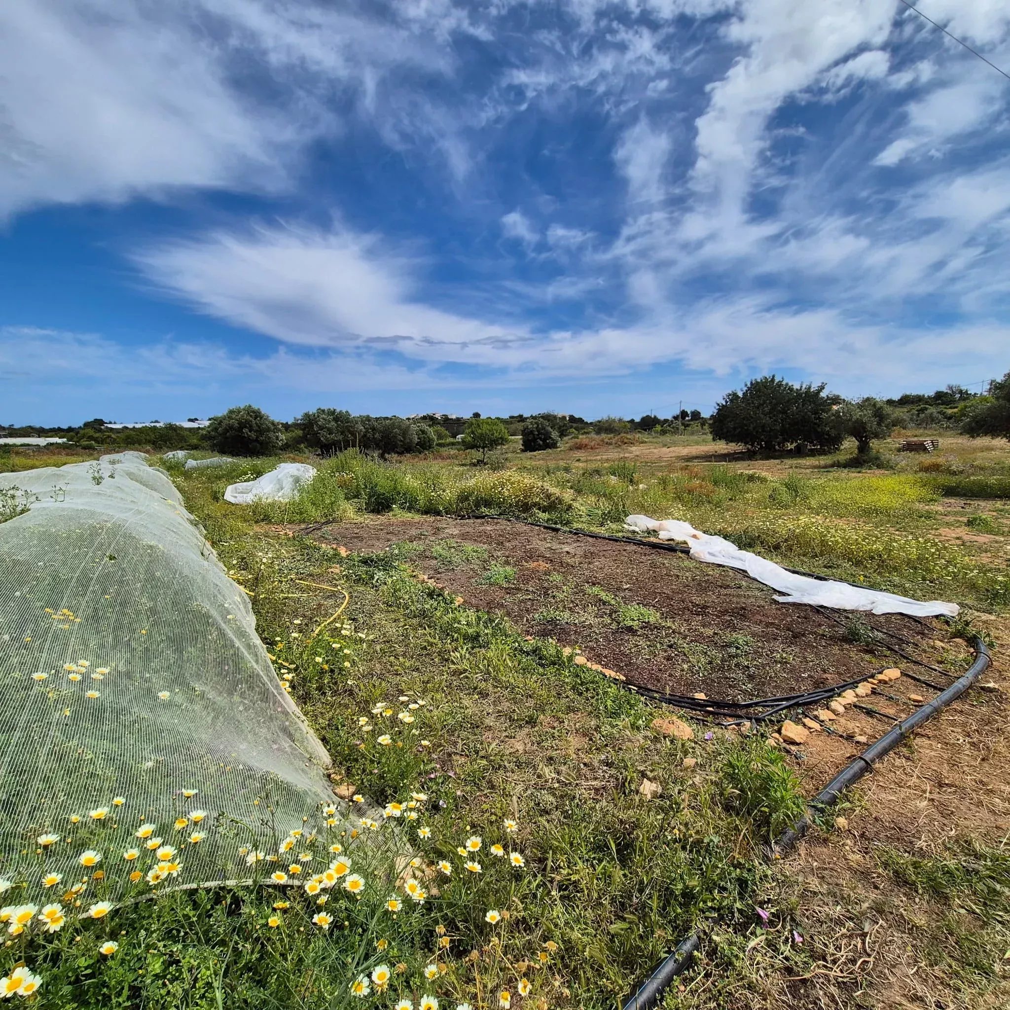 Rustic Land in Vale da Mó – Faro | 16,170 m² 86940753 image 5
