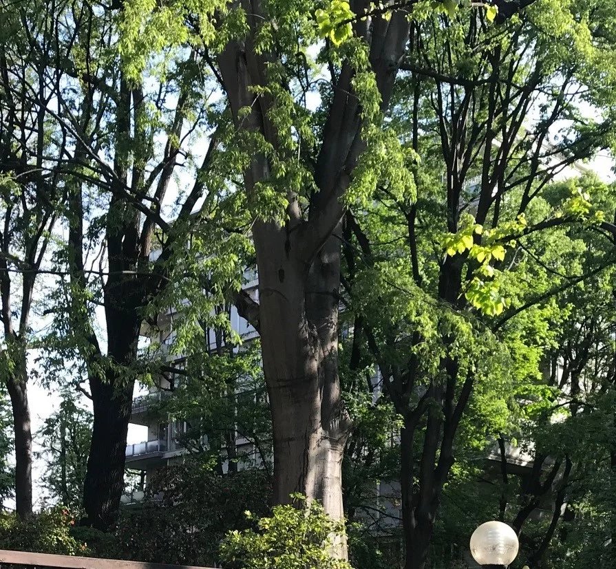 QUADRONNO / CROCETTA AREA