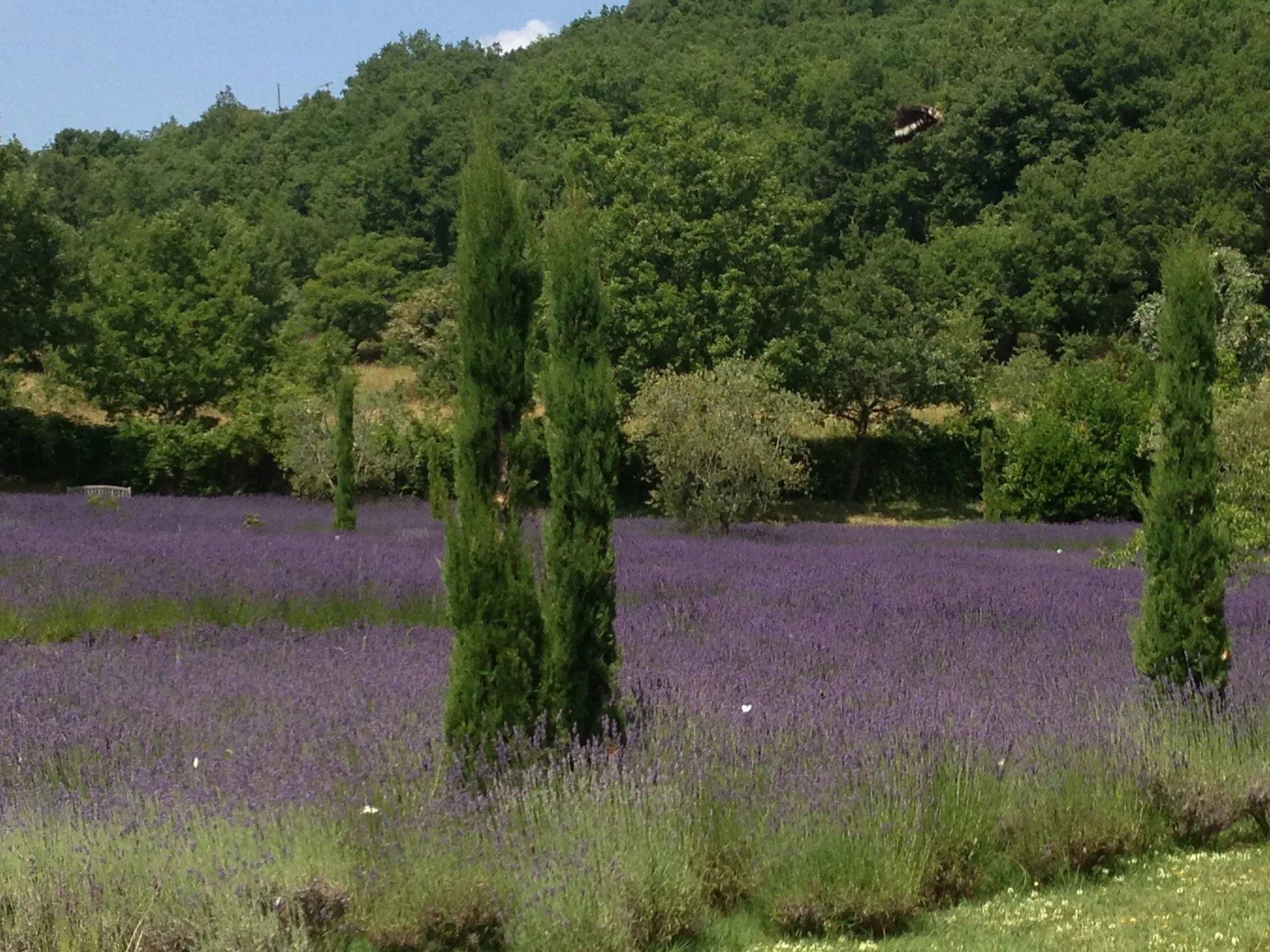 Magnificent property - Saint Vallier de Thiey