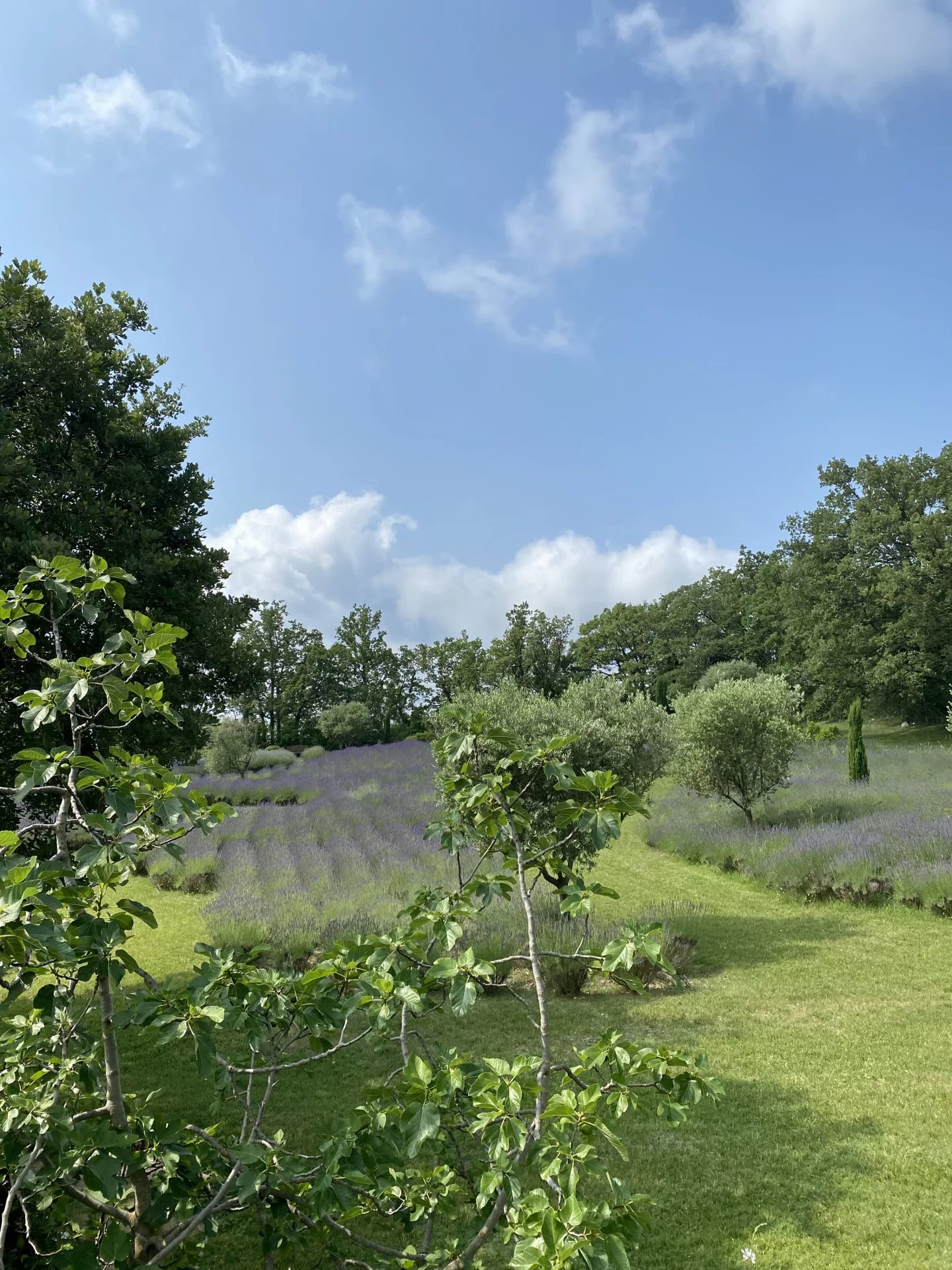Magnificent property - Saint Vallier de Thiey