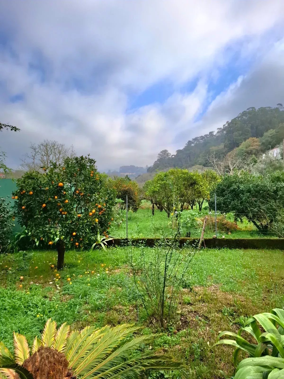 Sintra , Colares - Small farm with dream house 86819090 image 28