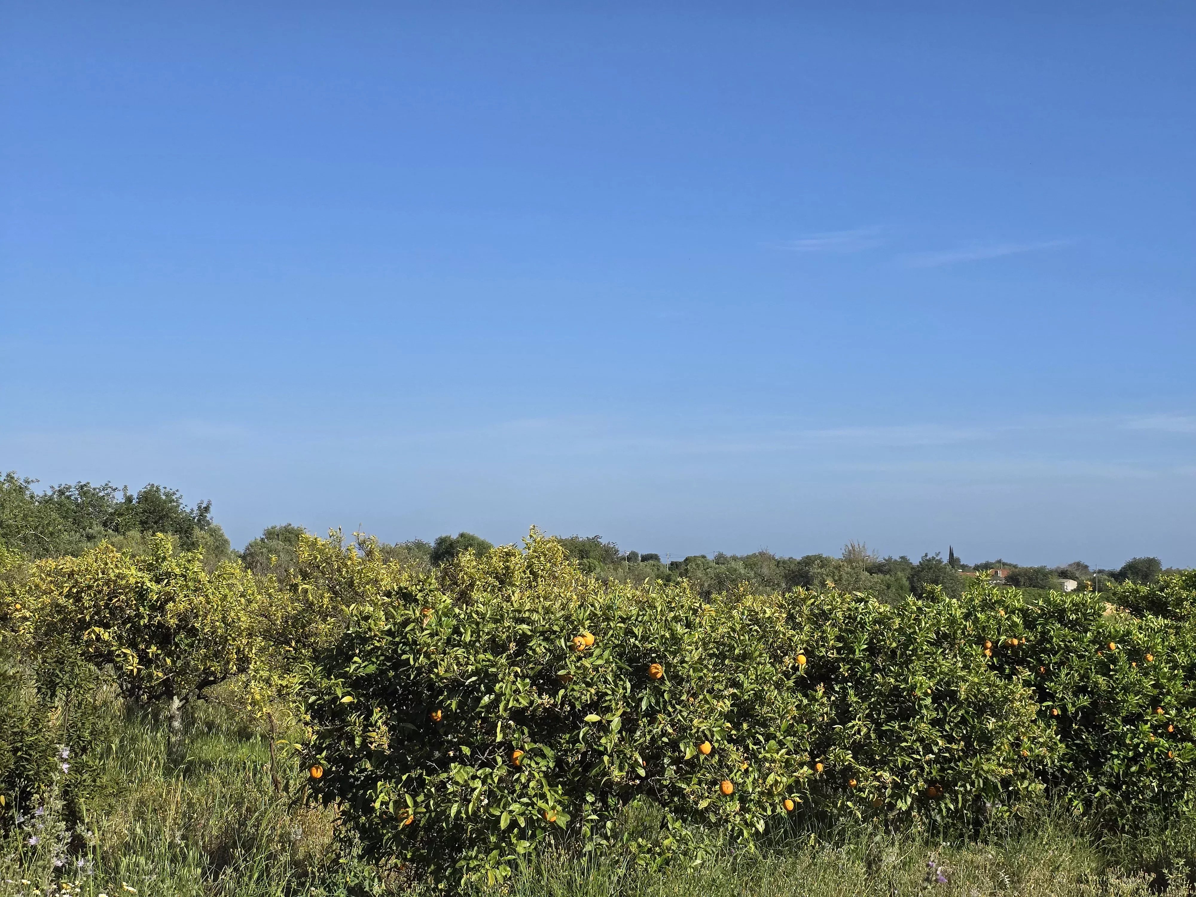 6 room Farmhouse with 1.5 hectares of land and sea view 86949039 image 23