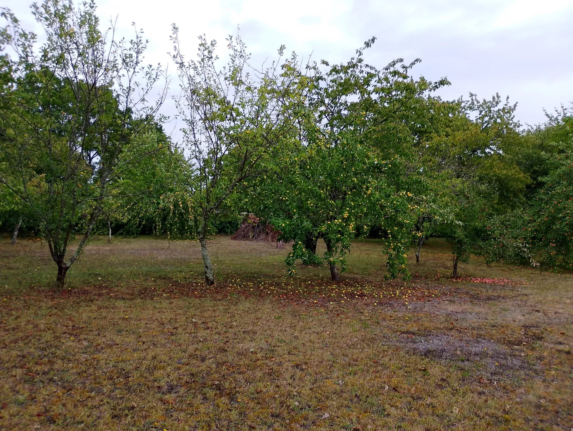 House in Barbezieux-Saint-Hilaire - Image 3