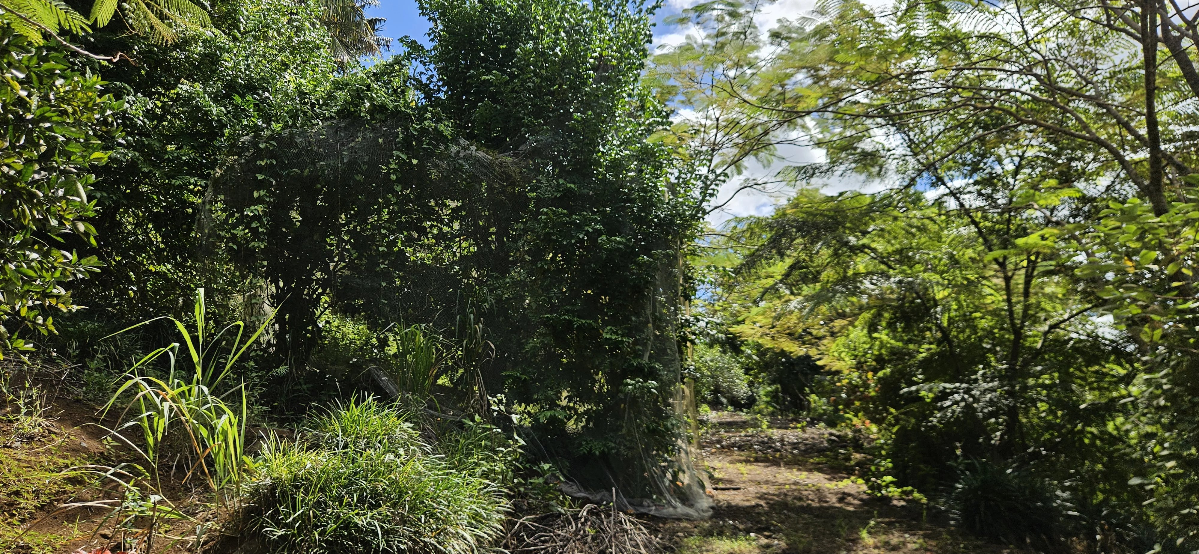 Deux Bras  - Terrain  - picture 17