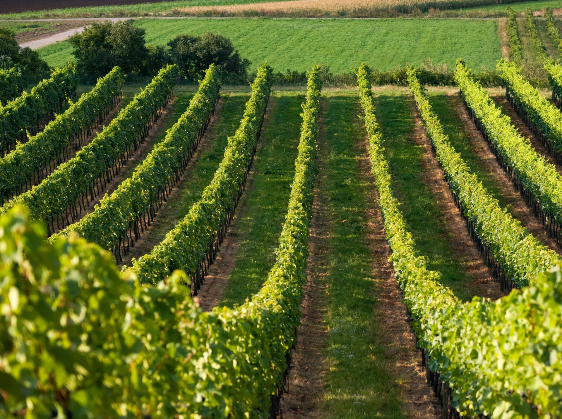 Verkauf Agricultural land Bozen