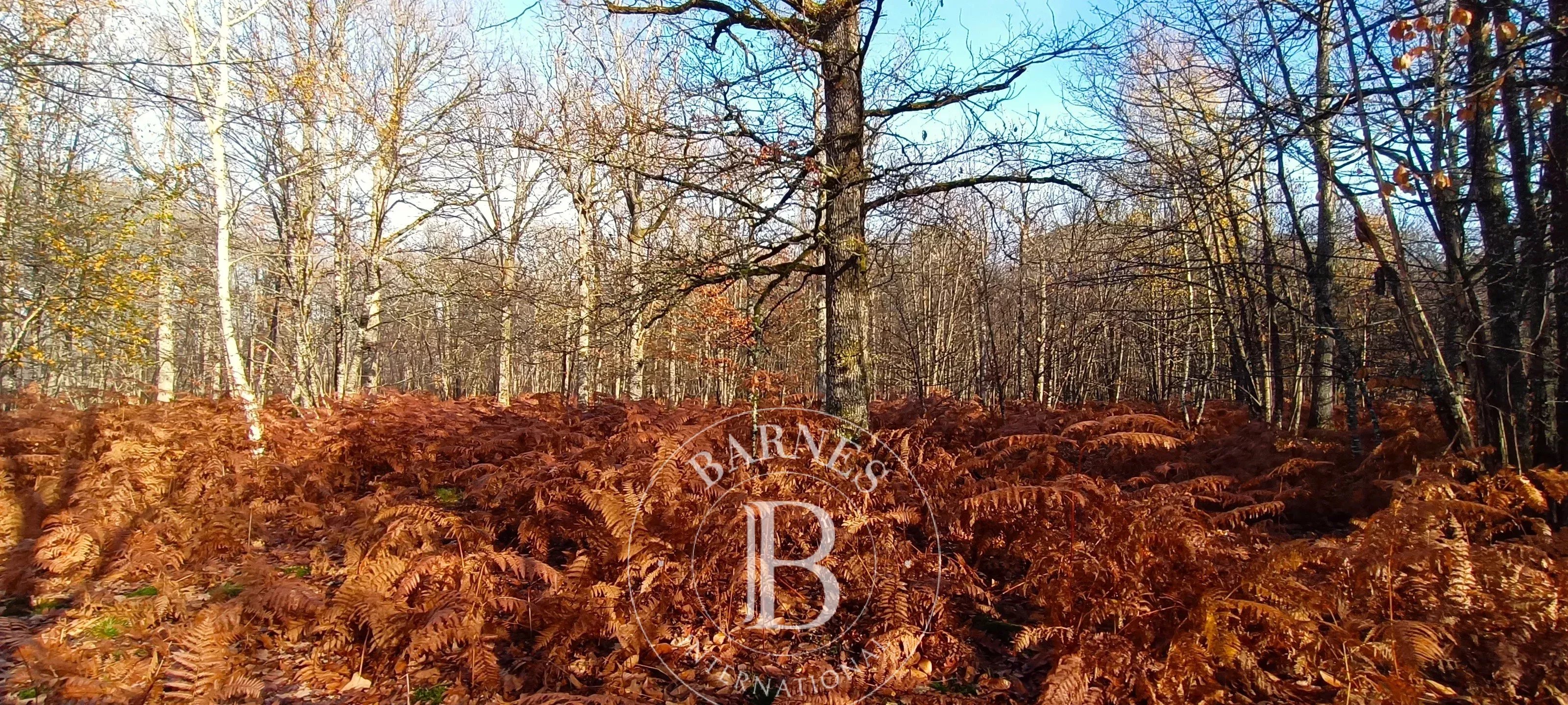 Neuvy-sur-Barangeon  - Propriété  - picture 6