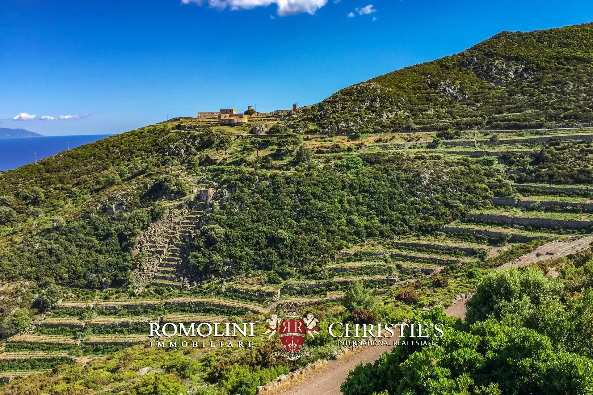 Vineyard's Image 17