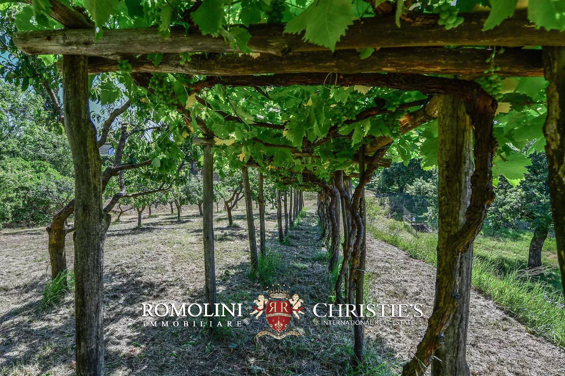 TENUTA VINICOLA BIOLOGICA IN VENDITA, CANTINA BIO TOSCANA