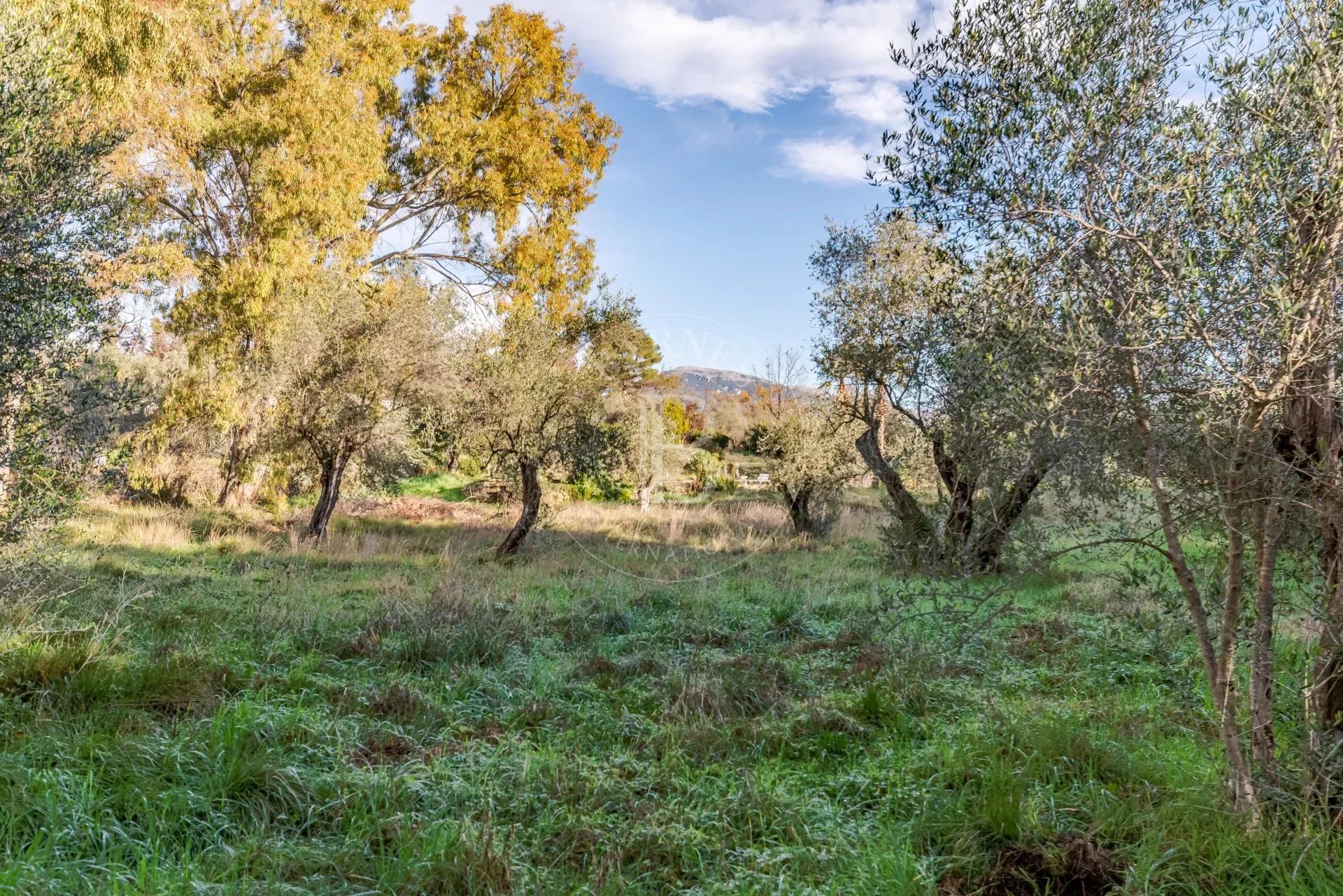 Walking distance to village - Beautiful building plot with olive trees