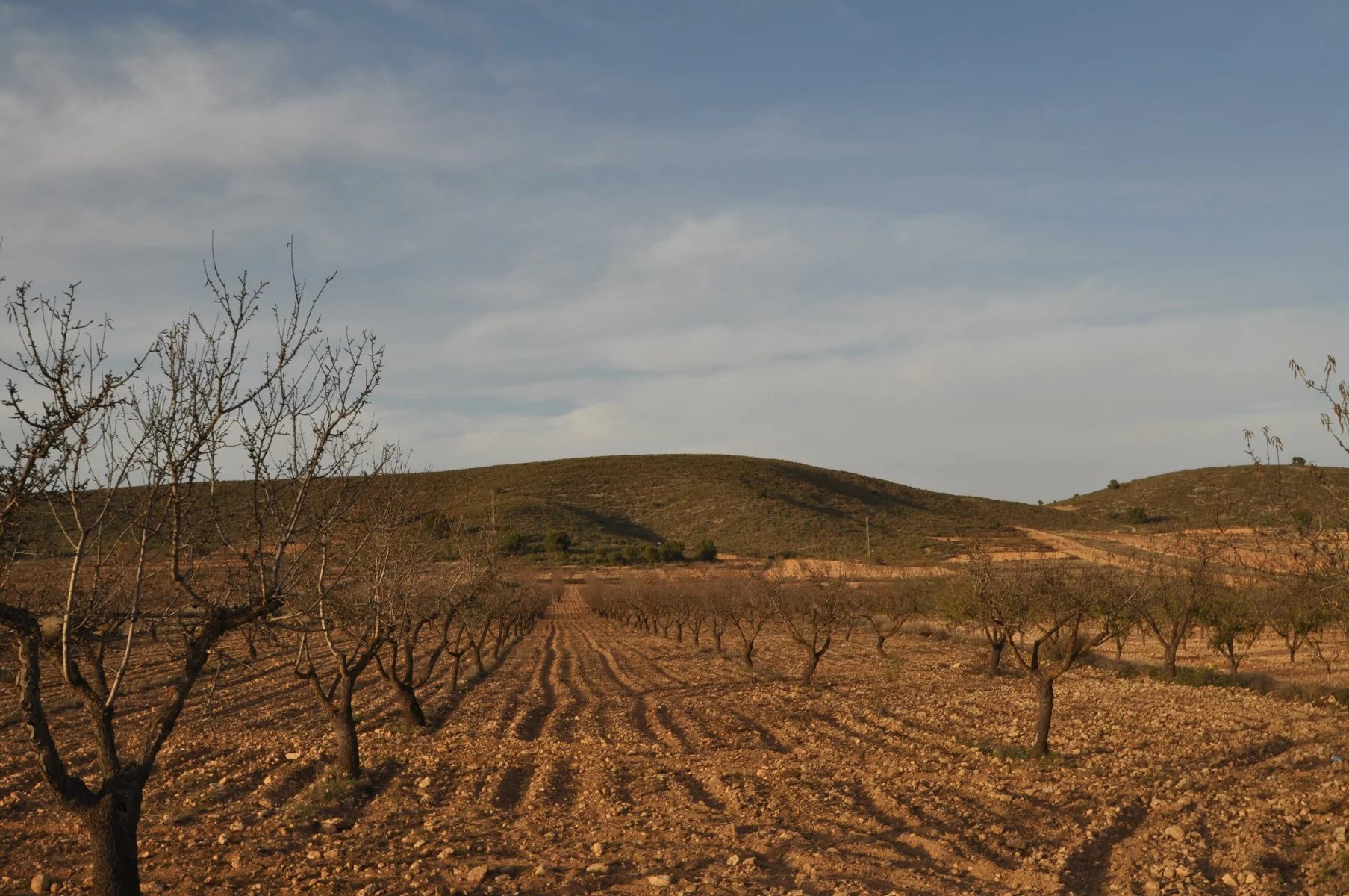 Vente Terrain Abanilla