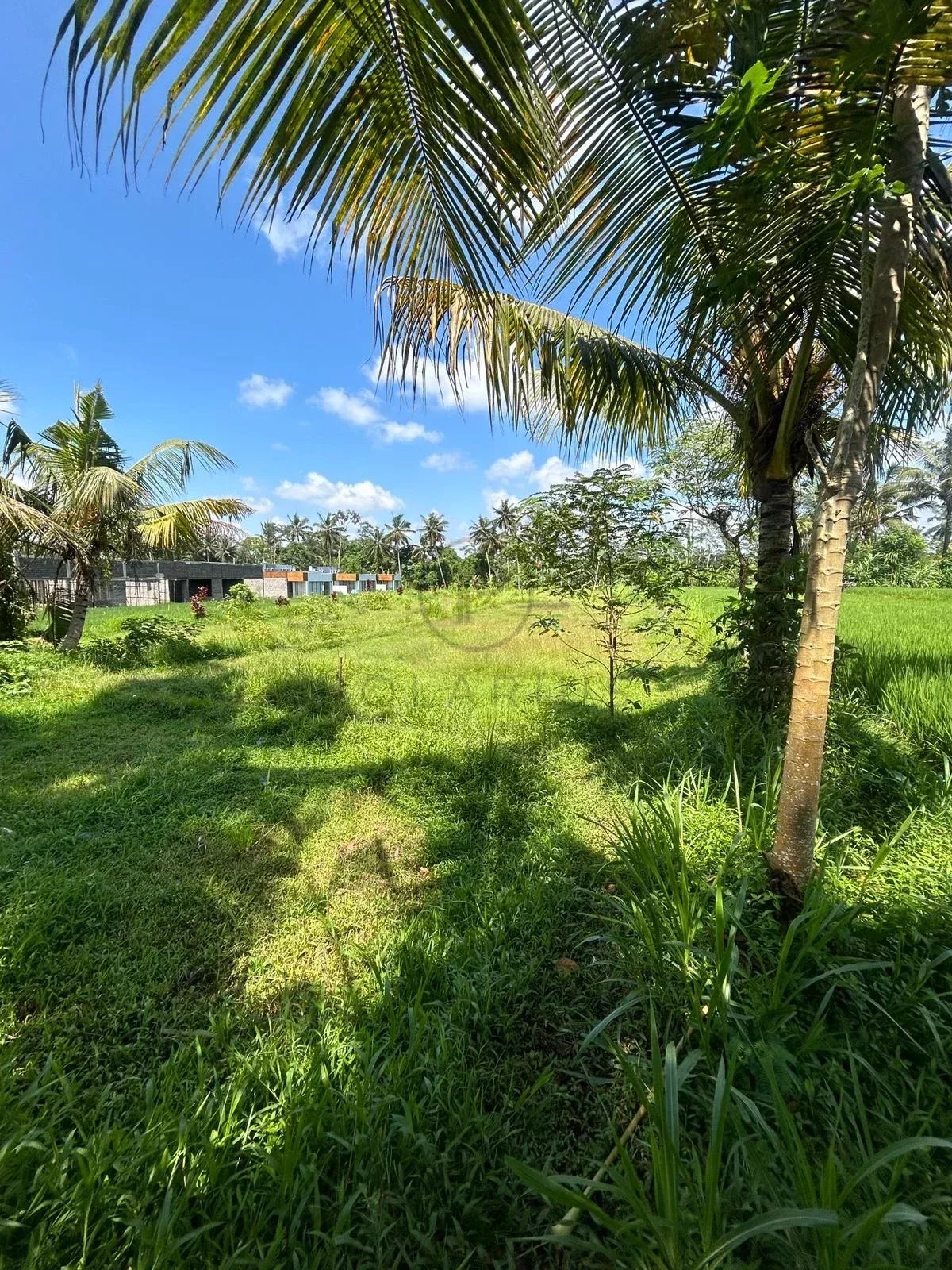 Bellissimo appezzamento di terreno - Pejeng, Ubud