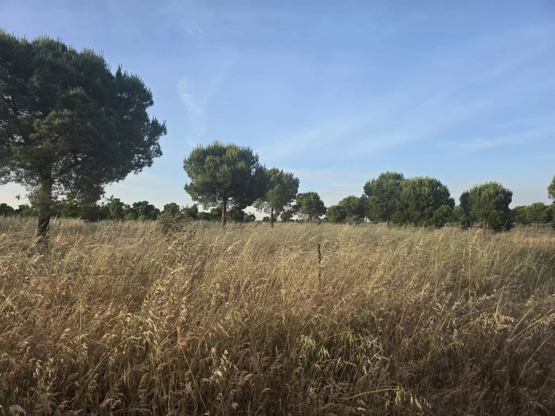 Baixo Alentejo - 55.9 ha of Freedom and Potential in Baixo Alentejo 85975961 image 5