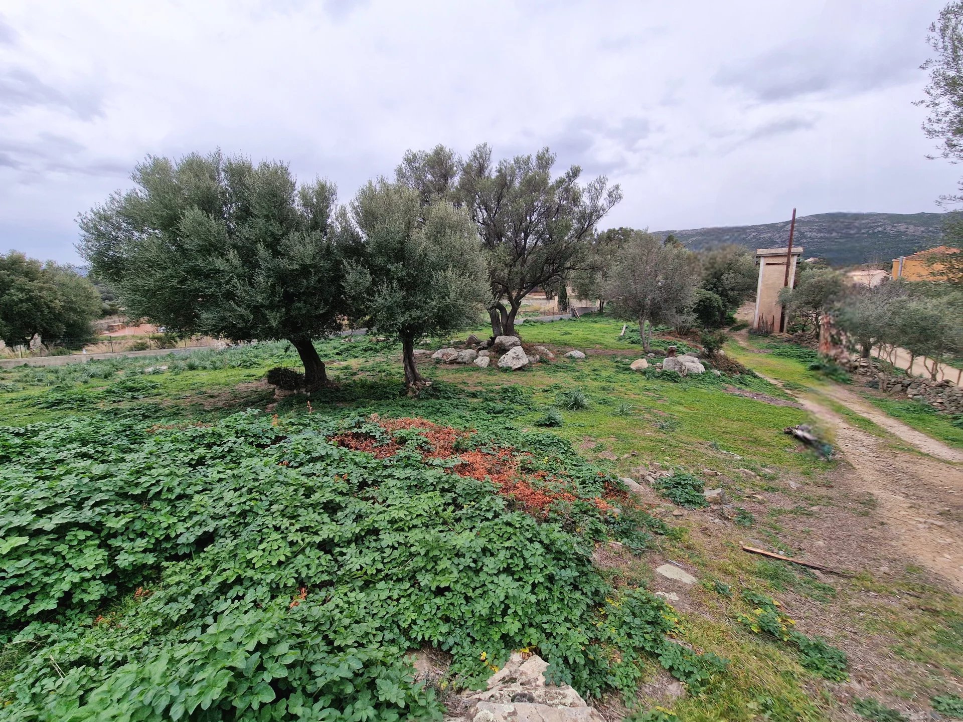 Vente Terrain Santo-Pietro-di-Tenda