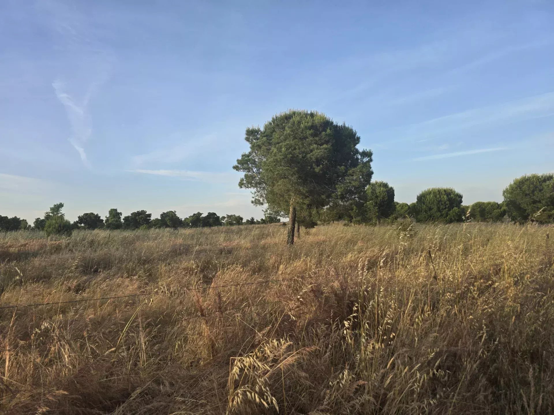 Baixo Alentejo - 55.9 ha of Freedom and Potential in Baixo Alentejo