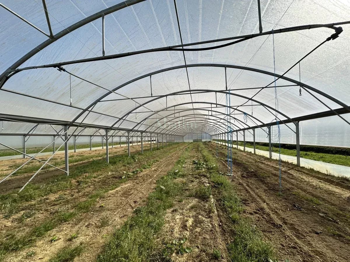Serres maraichères, 1ha irrigable - Photo 3