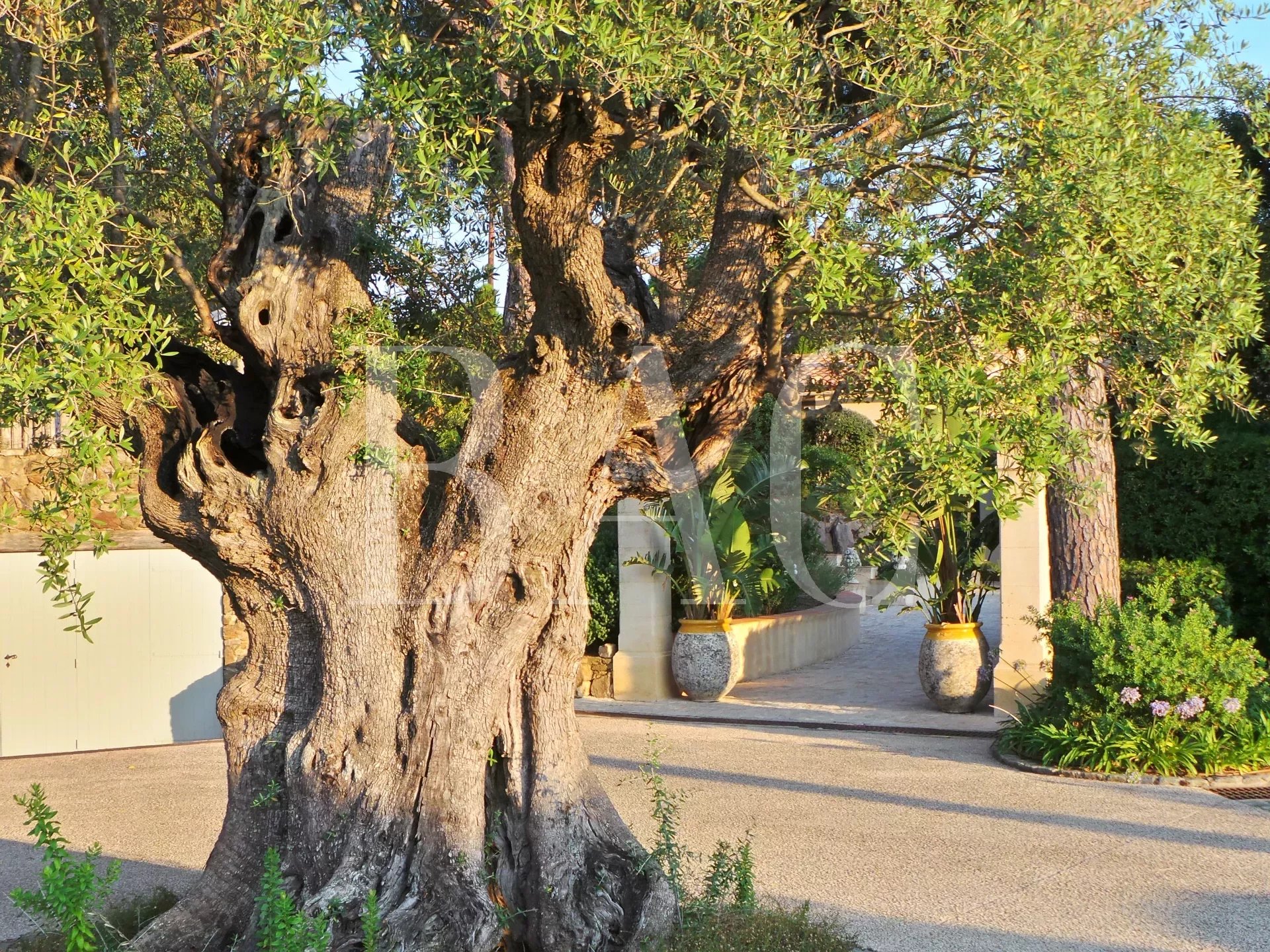 拉马蒂埃勒（Ramatuelle），17公顷（171.000平方米），拥有700多棵橄榄树