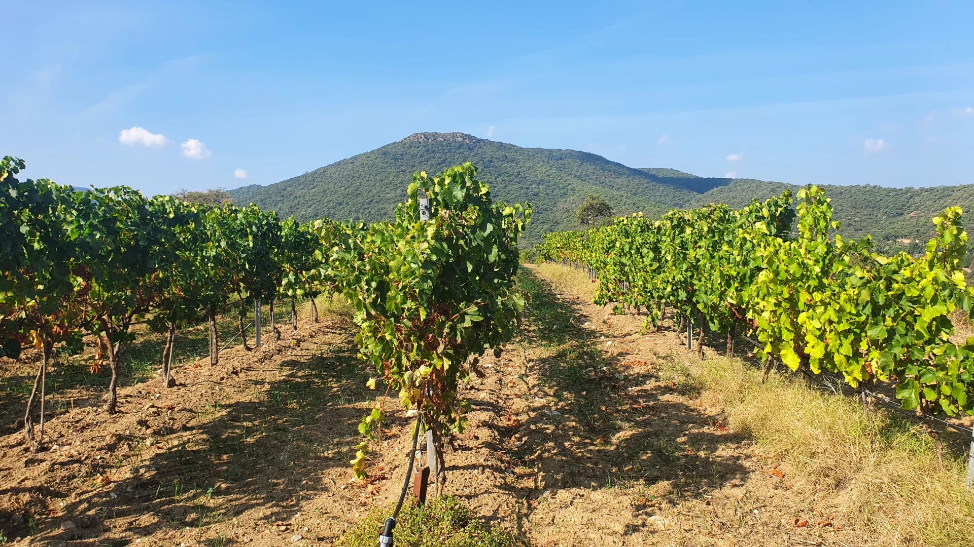 Golfe de Saint-Tropez - Superbe domaine viticole à vendre