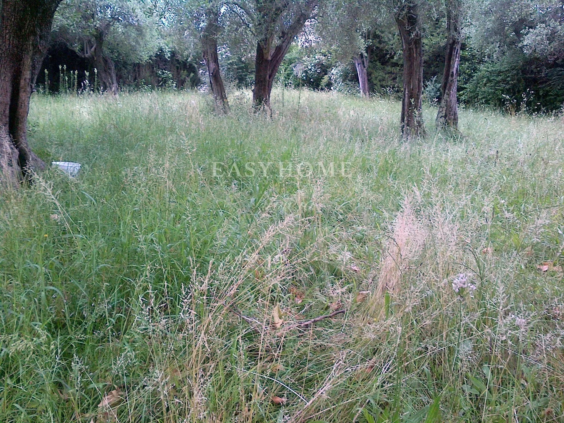 VENTE TERRAIN GRASSE