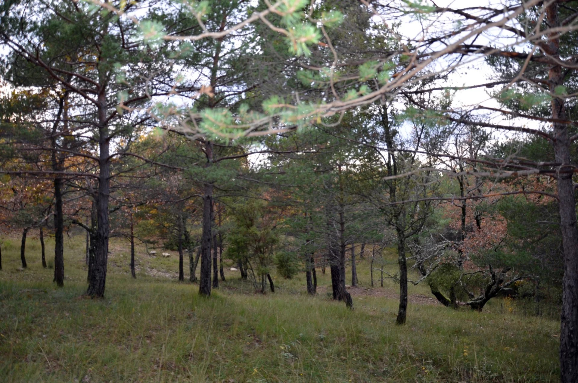 Beautiful Wooded Building Land - Ampus - 2,500 m2
