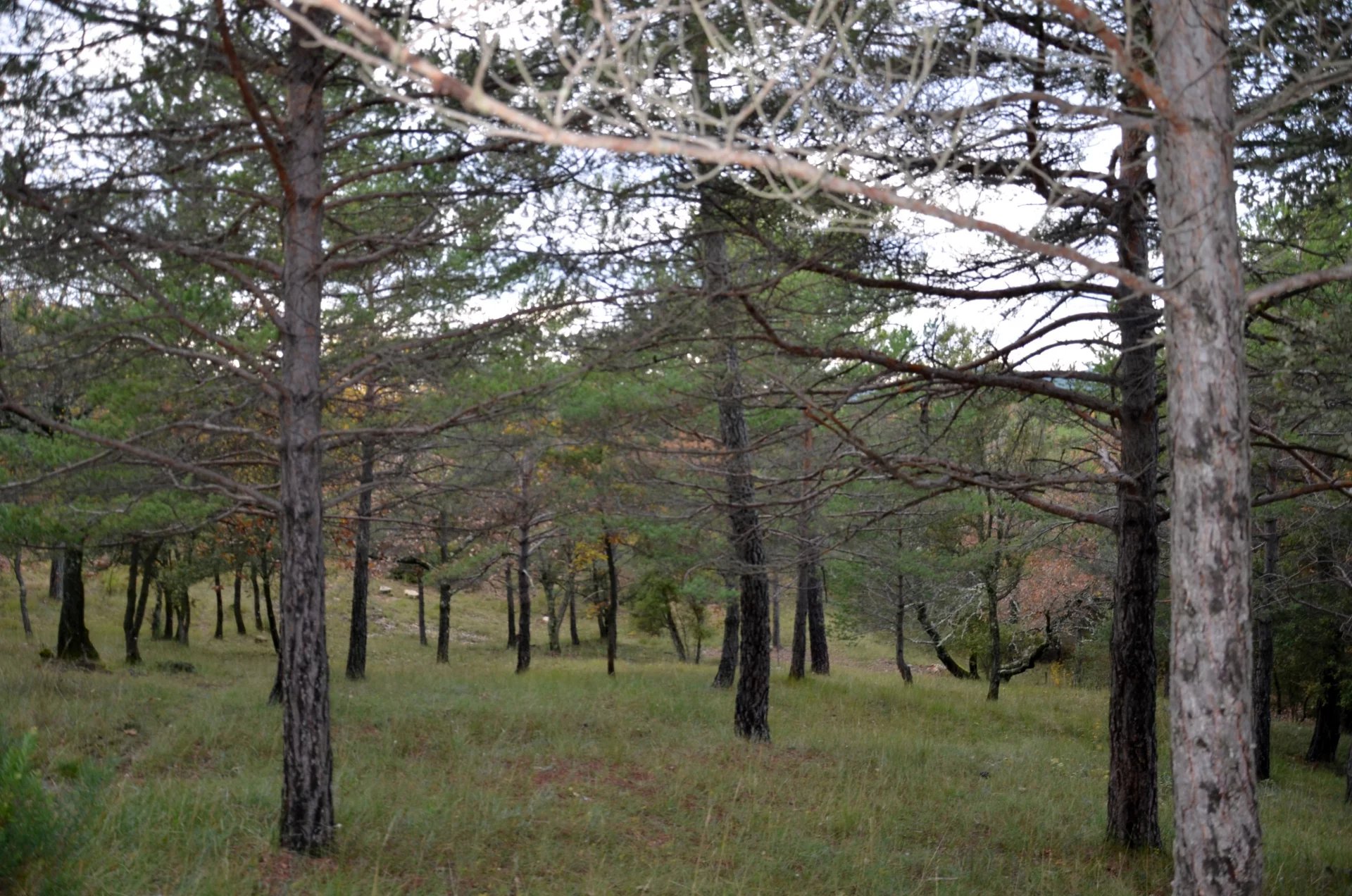 Beautiful Wooded Building Land - Ampus - 2,500 m2