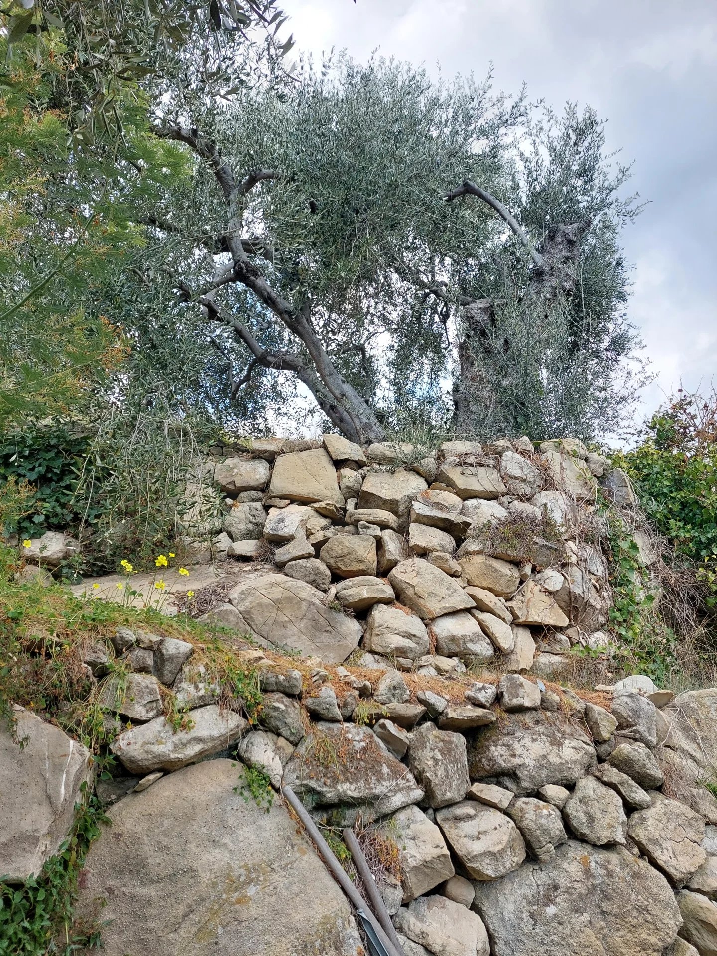 Vendita Terreno agricolo - Vallebona - Italia