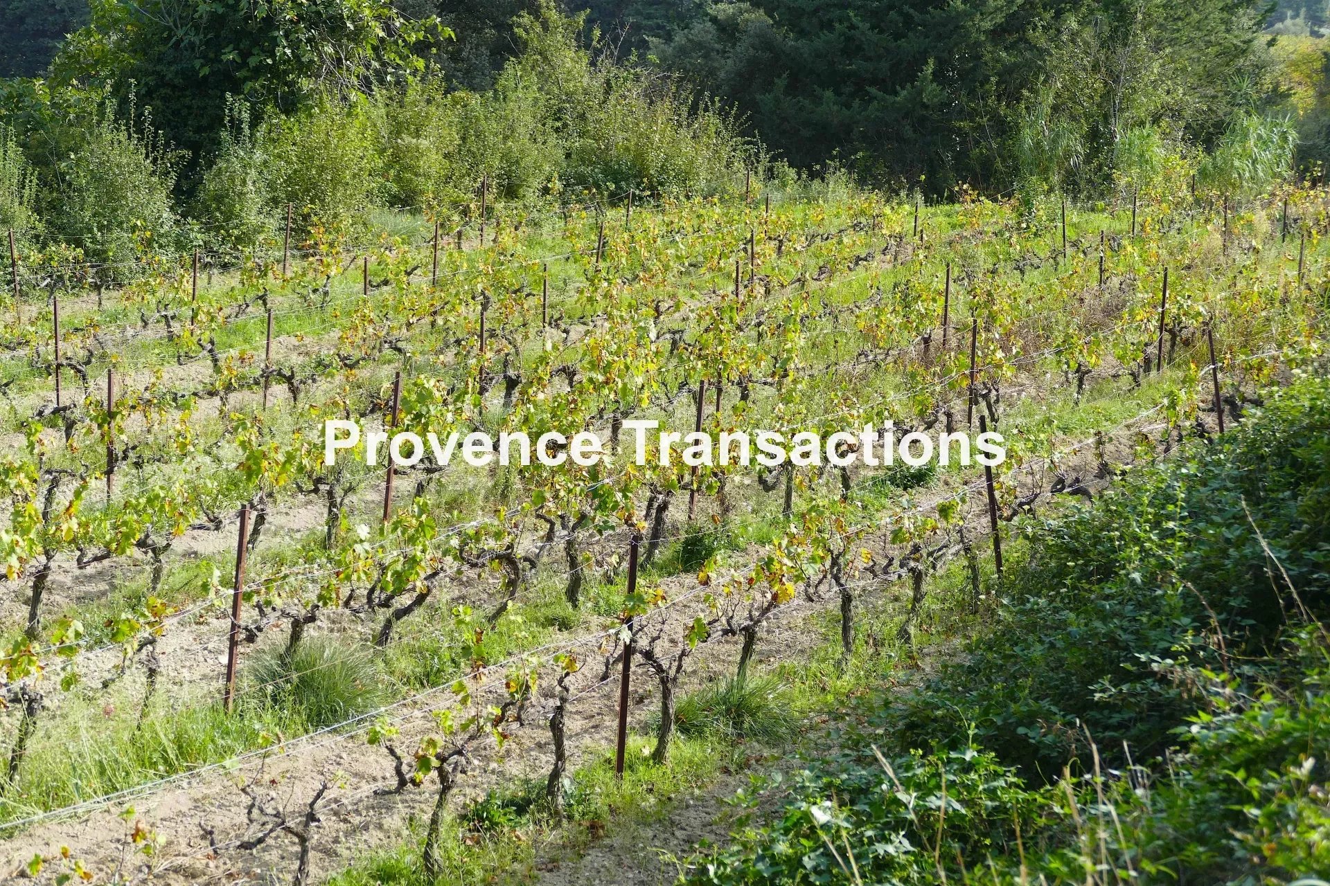Sale Vineyard property - Beaumes-de-Venise