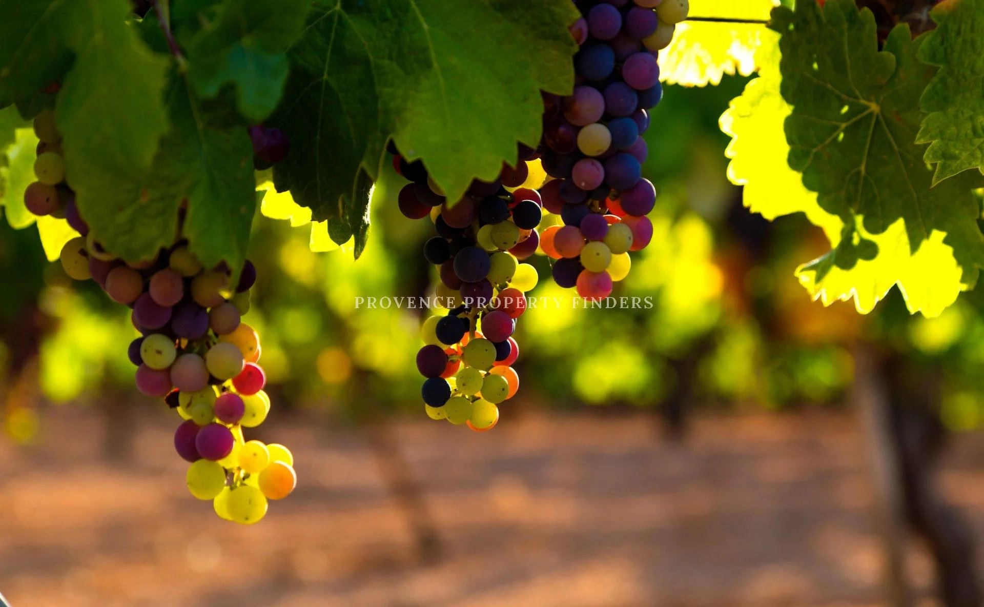 6 ha. of vineyard Rosé AOP Cote de Provence