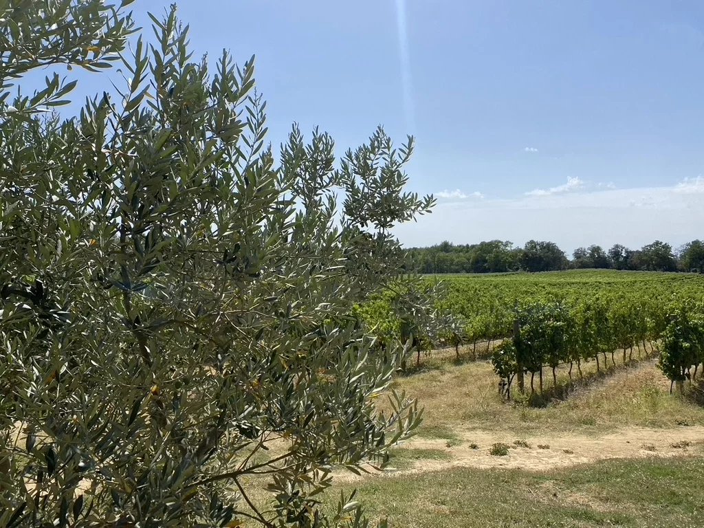 Sale Vineyard property Aix-en-Provence
