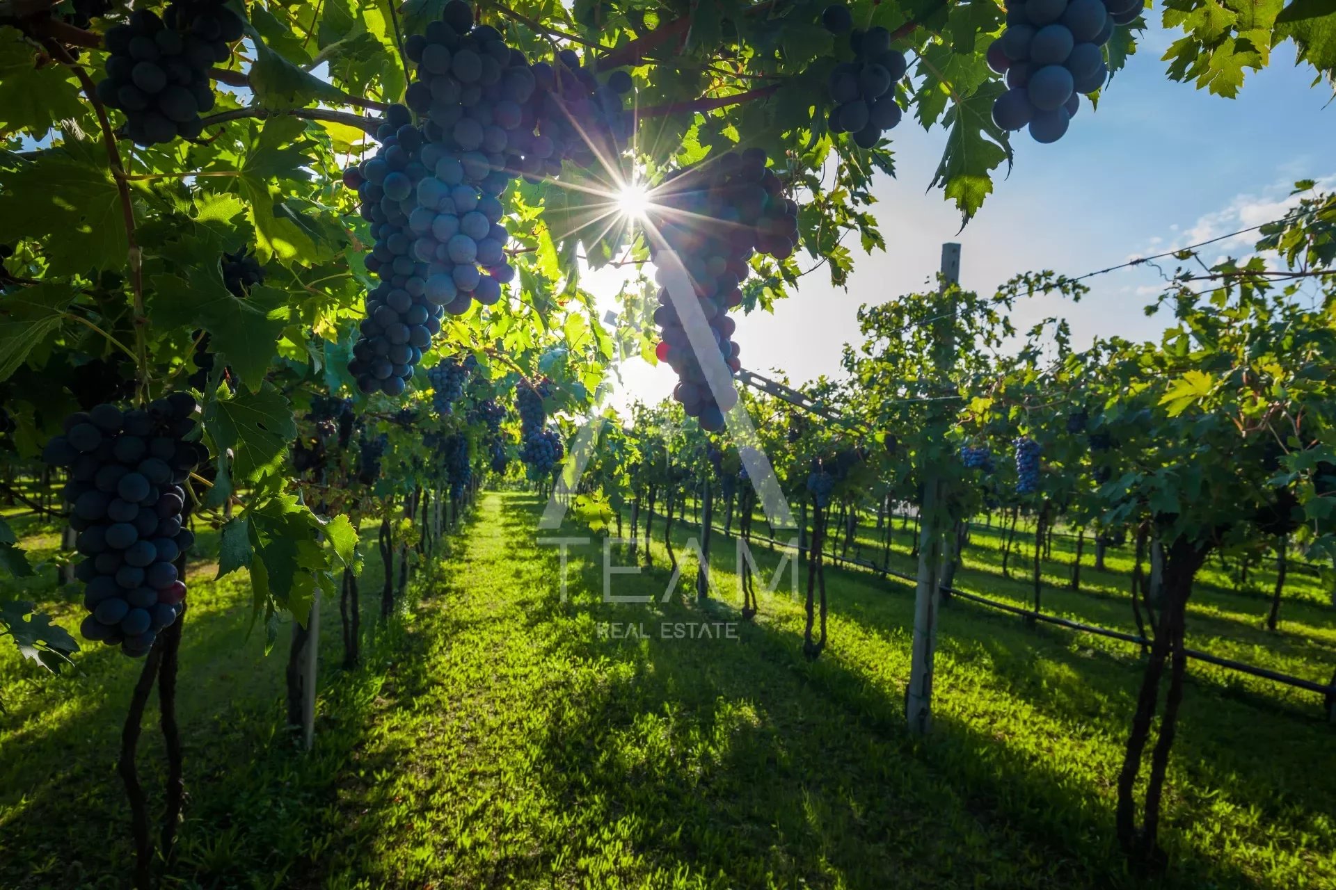 country,sunrise,seedless,vino,grapevine,fruit,rural,tuscany,sun,summer,agriculture,growing,vineyard,napa,farm,ripe,california,colored,tradition,winery,vine,italy,redding,sangiovese,harvest,green,grow,