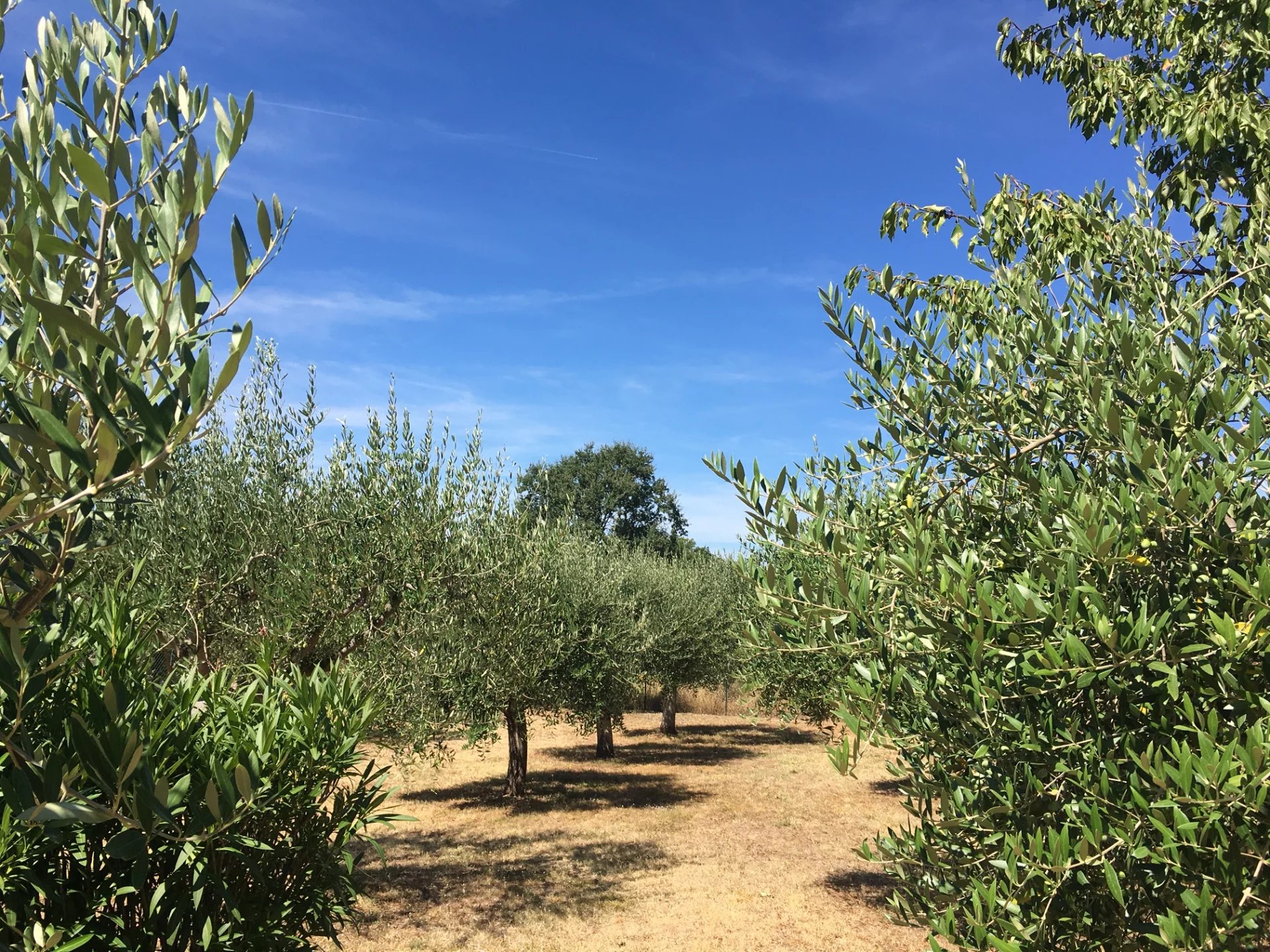 VILLENANWESEN IN KOLONIALISCHEN STIL inmittens Olivenbaueme