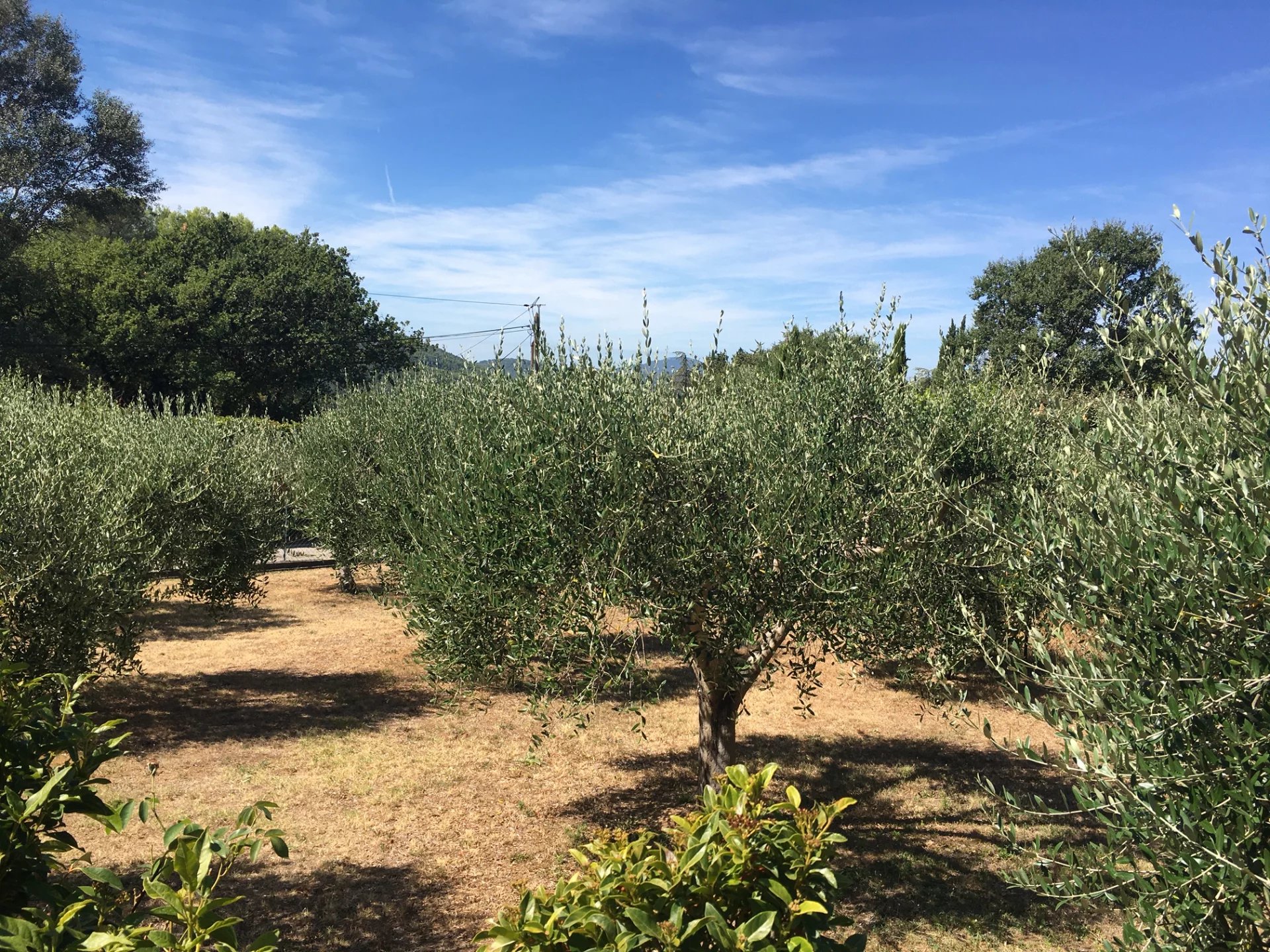 VILLENANWESEN IN KOLONIALISCHEN STIL inmittens Olivenbaueme