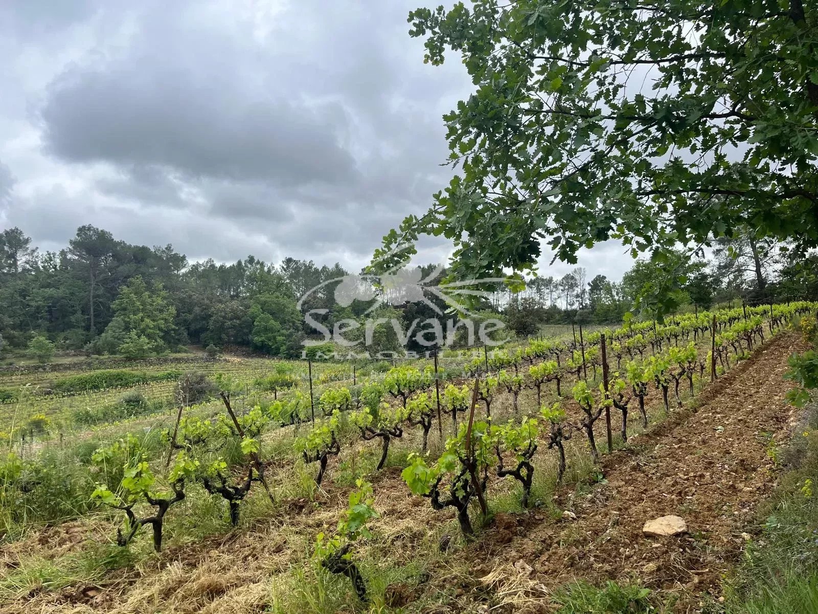 VINEYARD IN PROVENCE CLOSE TO COTIGNAC TO SELL